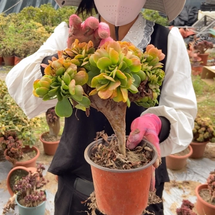 用***香458小叶香炉盘缀化老桩寄养两厢