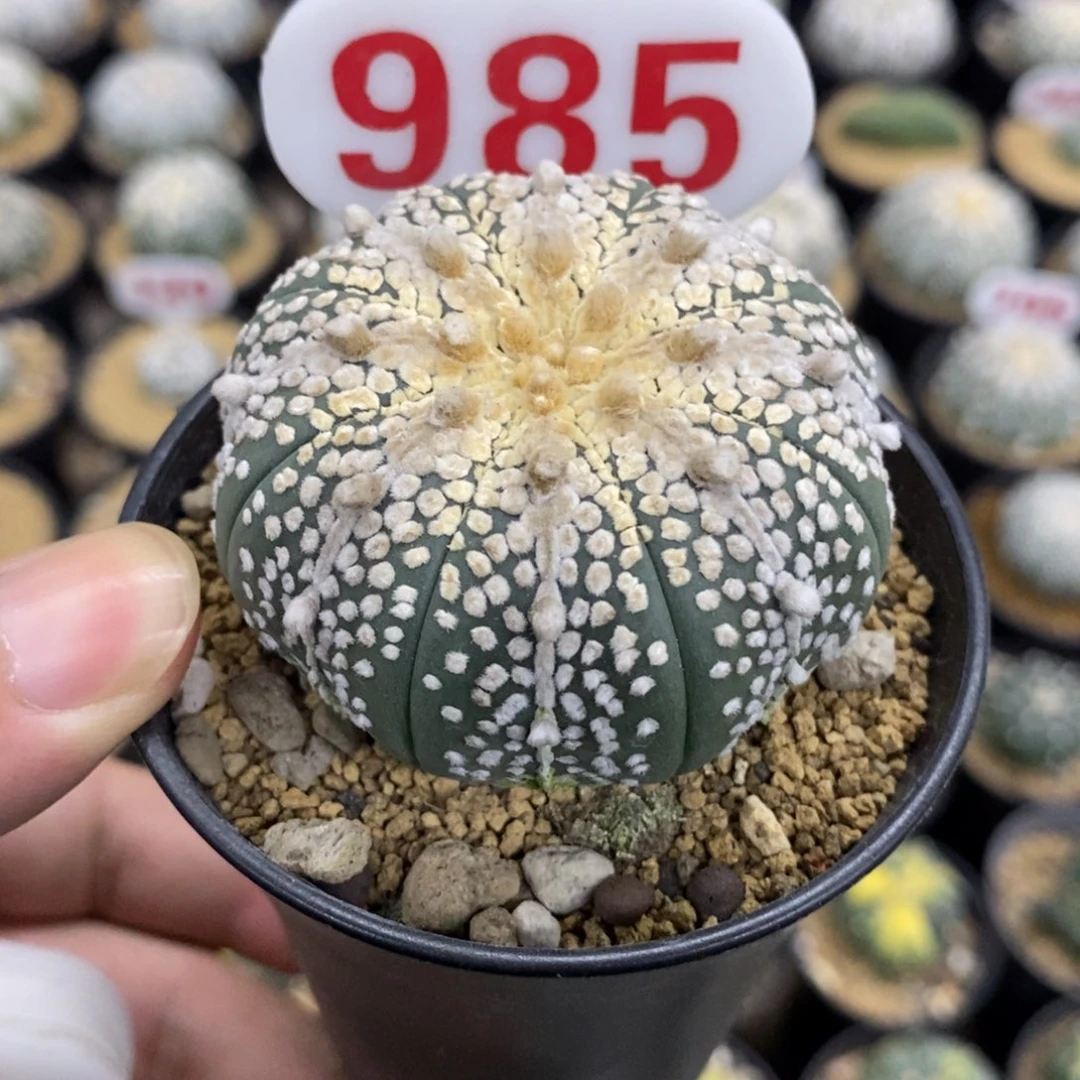 985海星体长谷川皇冠奇迹兜