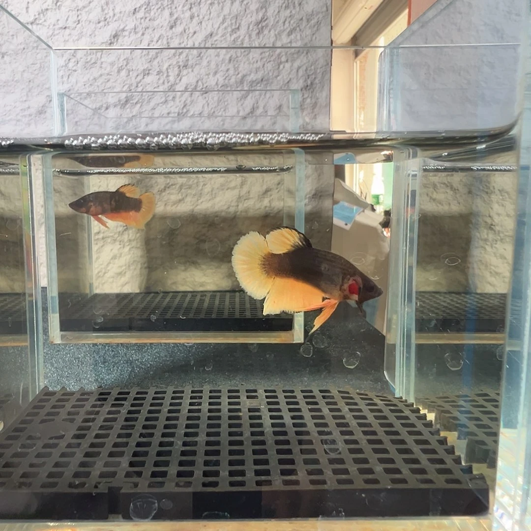 斗鱼阿浩泰斗14日1