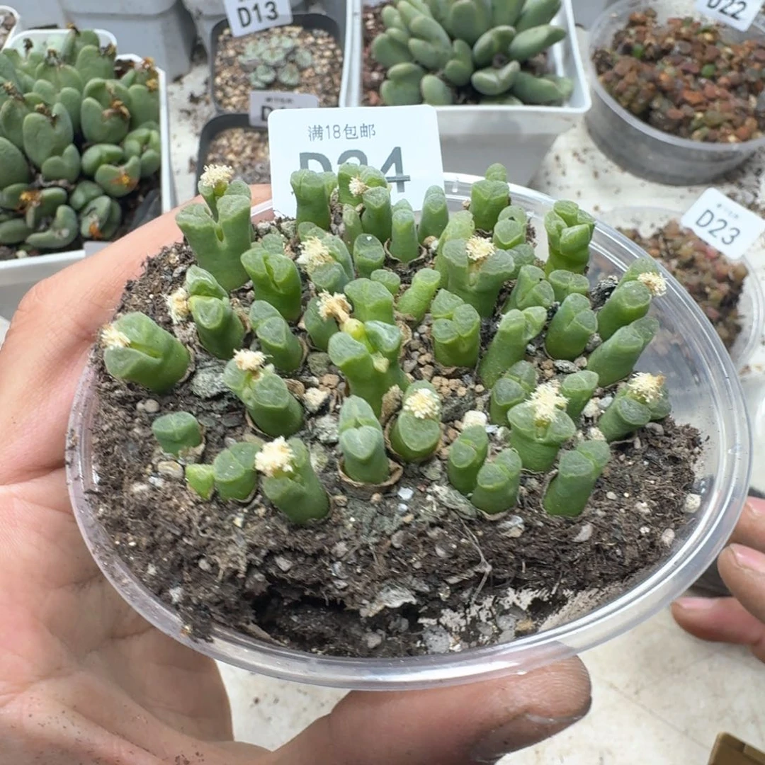 D24。佛肚风铃一盒