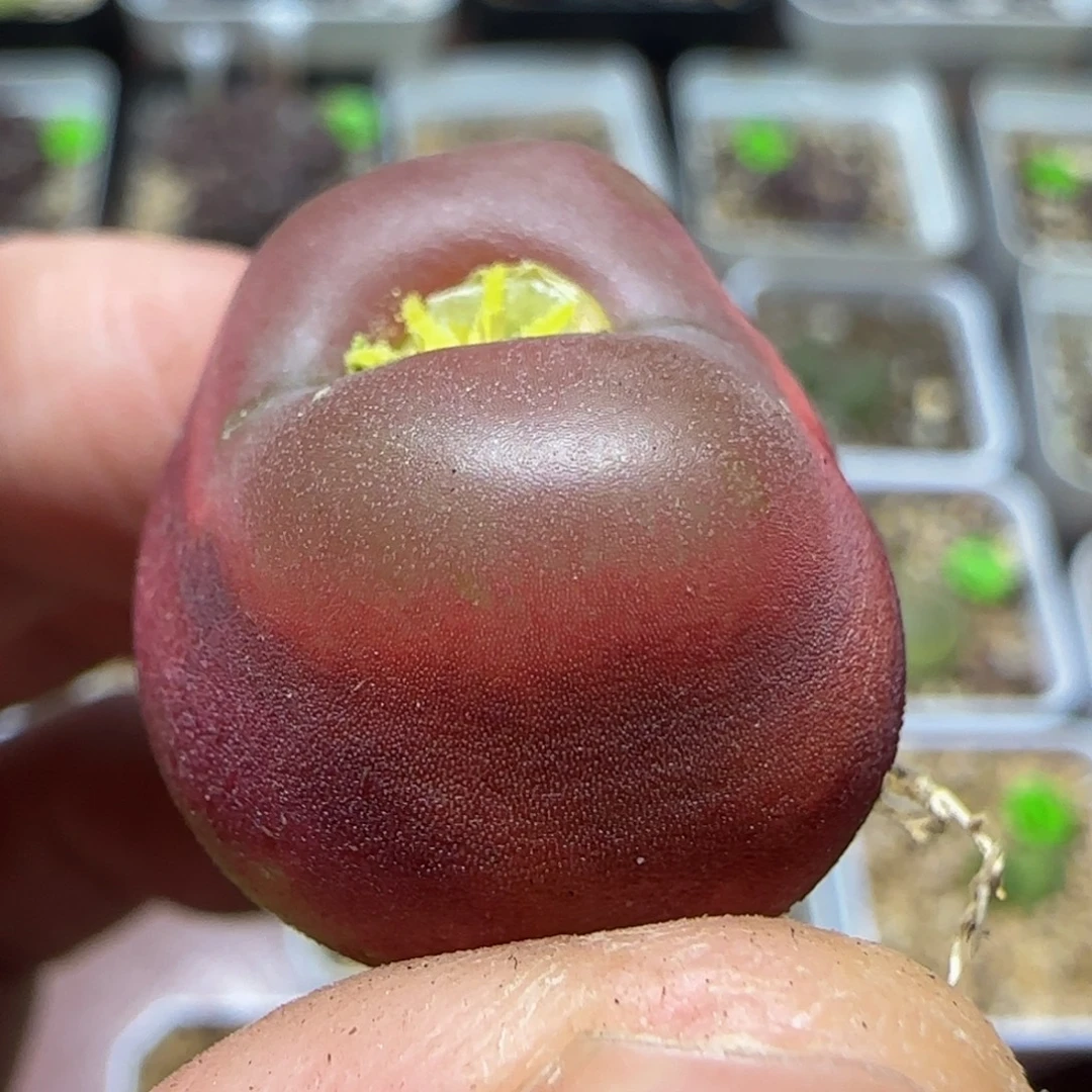 2.3漂亮多肉植物442