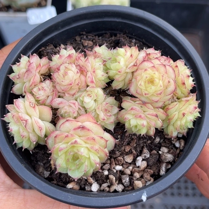 003玫瑰花麦秆女王