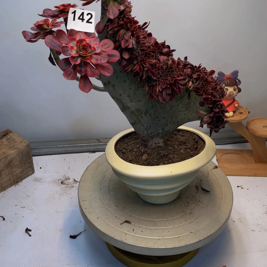 闫***姐多肉植物香奈儿缀142