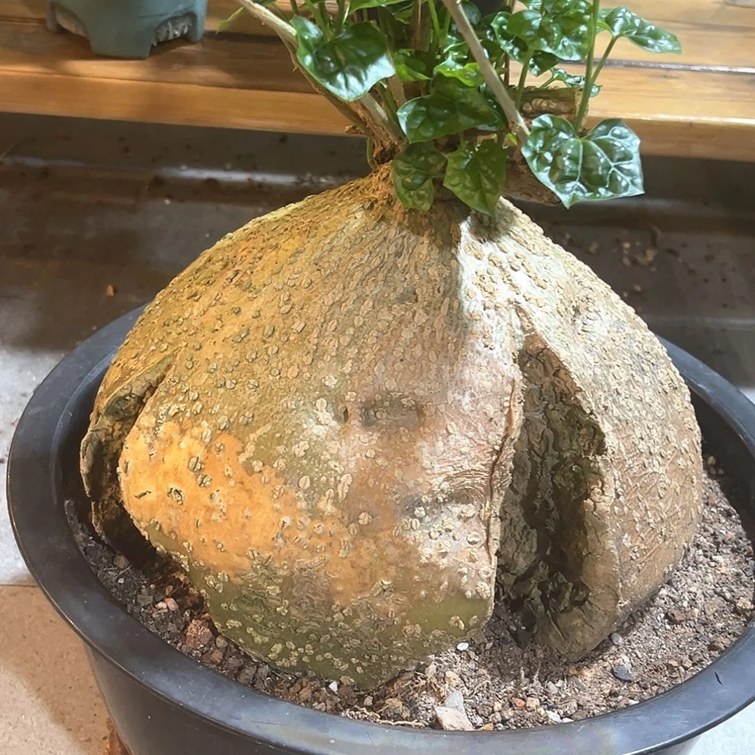 潮流植物红皮睡布袋，泡泡叶