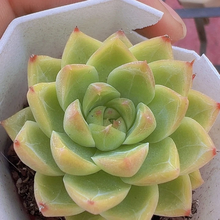 麦秆女王精品多肉植物