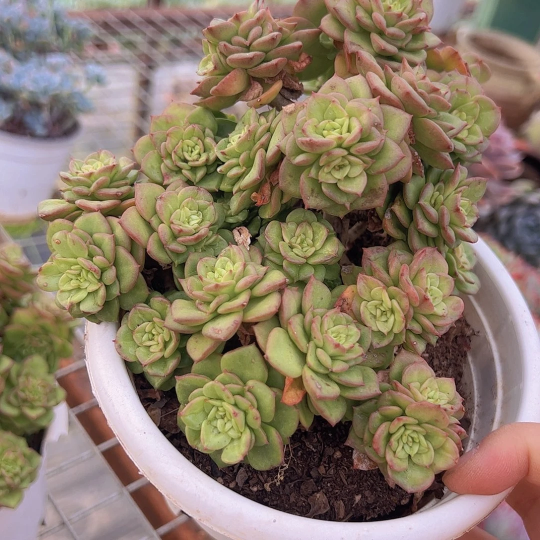 蜡牡丹多头群生老桩