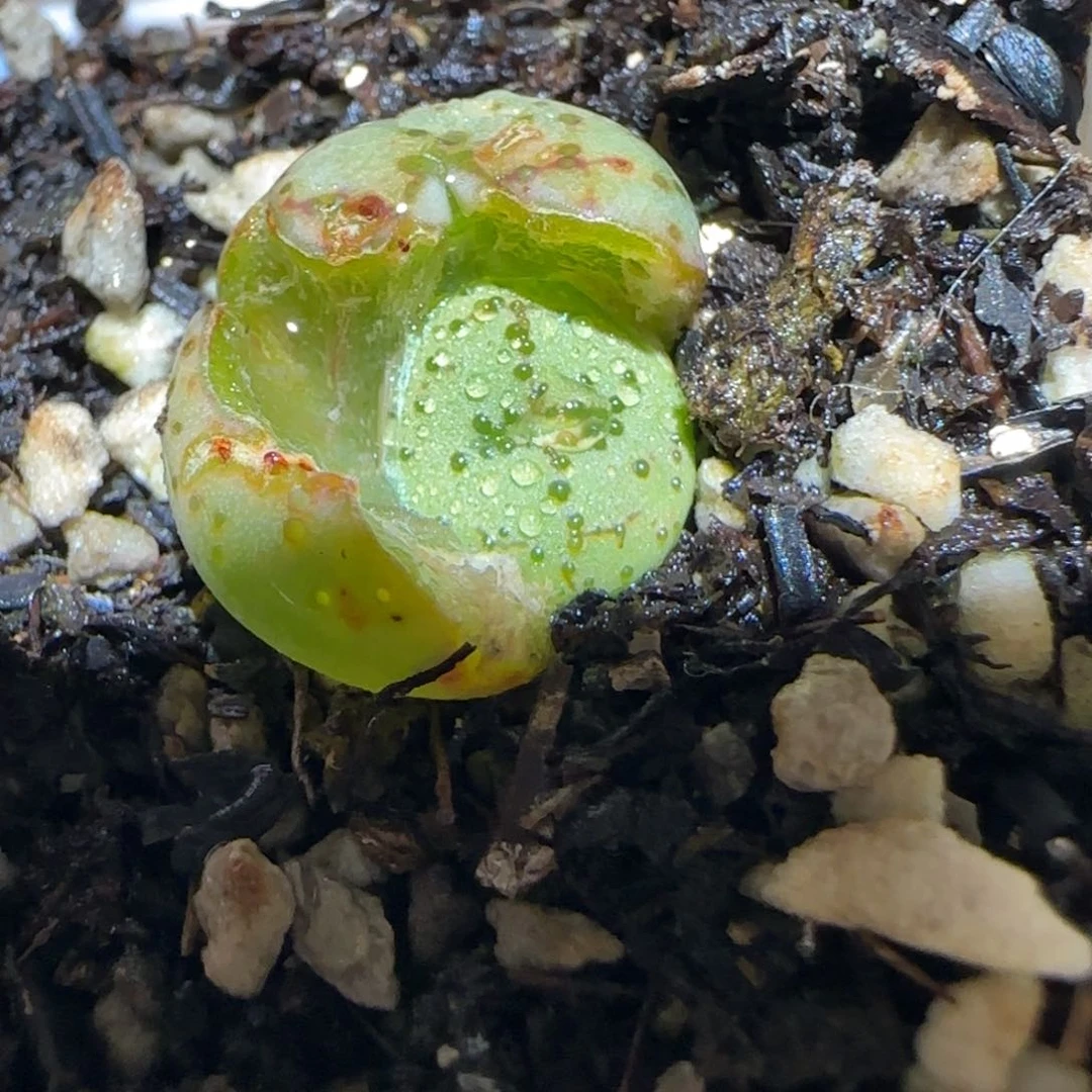 肉锥多肉植物百科4-火龙果安贞252