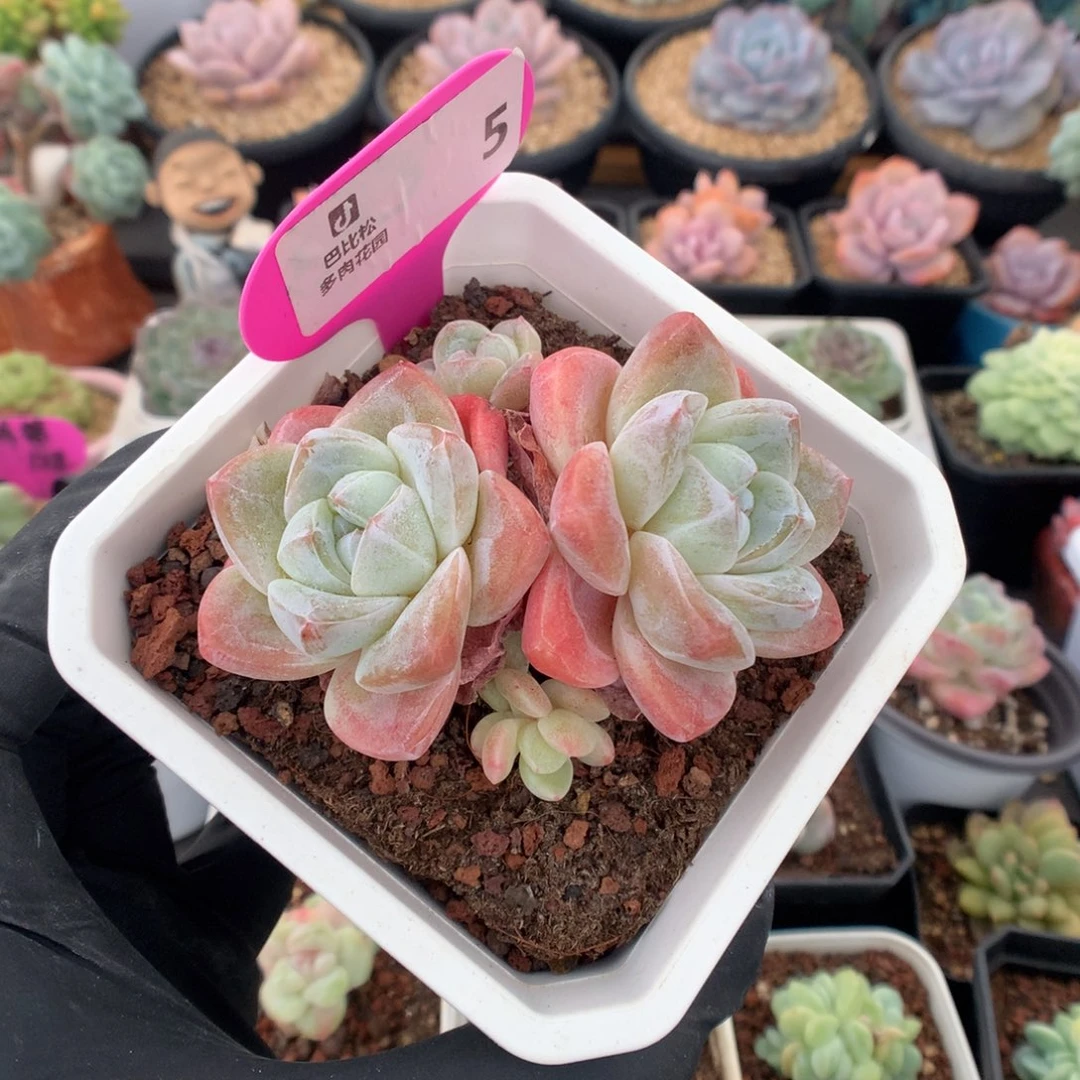 5 老桩粉冰玉多肉多肉