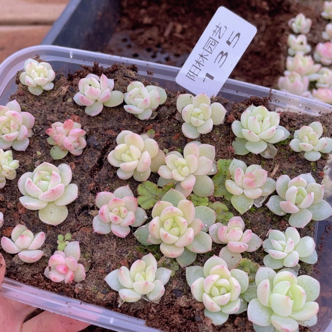 多肉植物多肉植物135