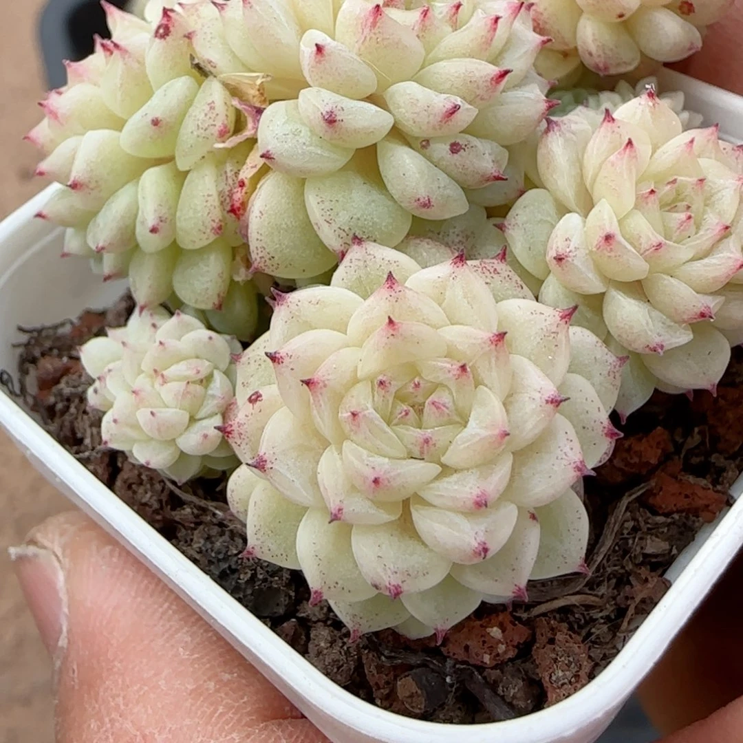 维*【闪购商品】0211-51（fm-19）