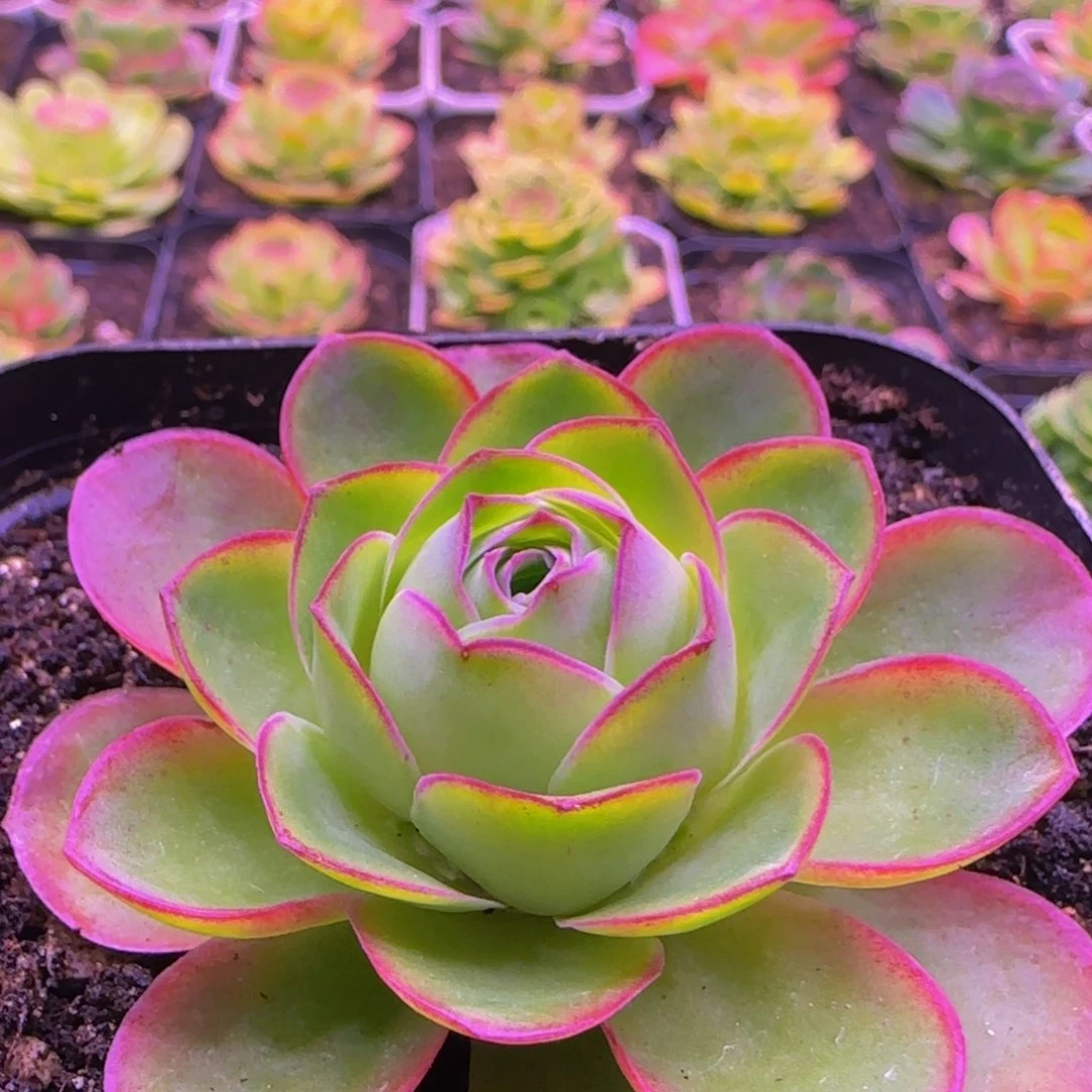 福利1323537283868368383