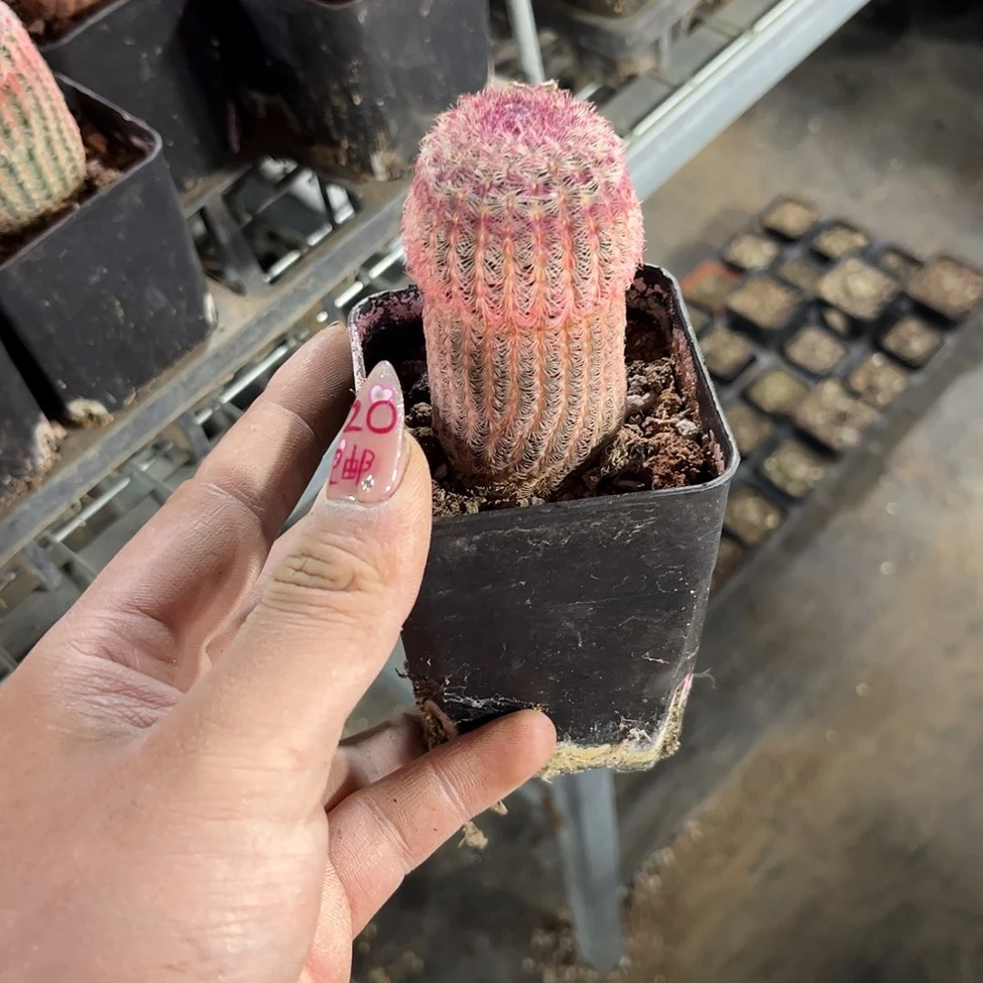 就这个死样子单头发货