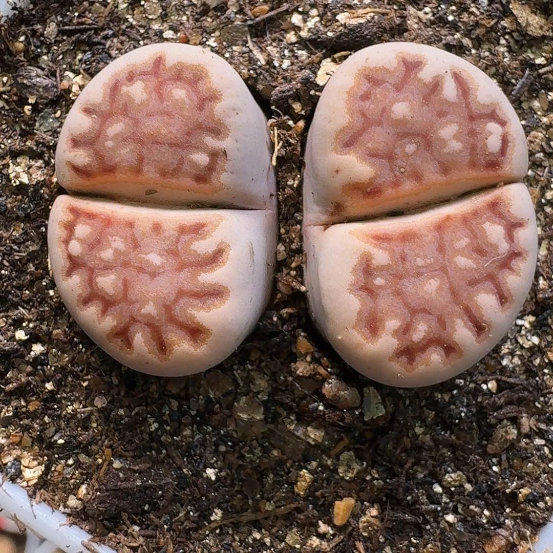 生石花11121。1111。   296