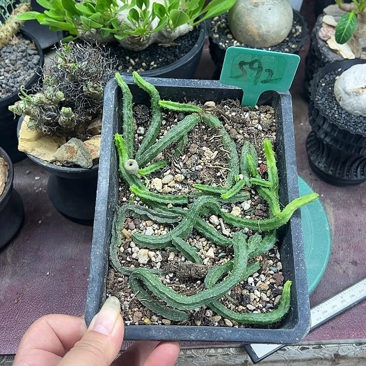 苹果罗摩多肉植物