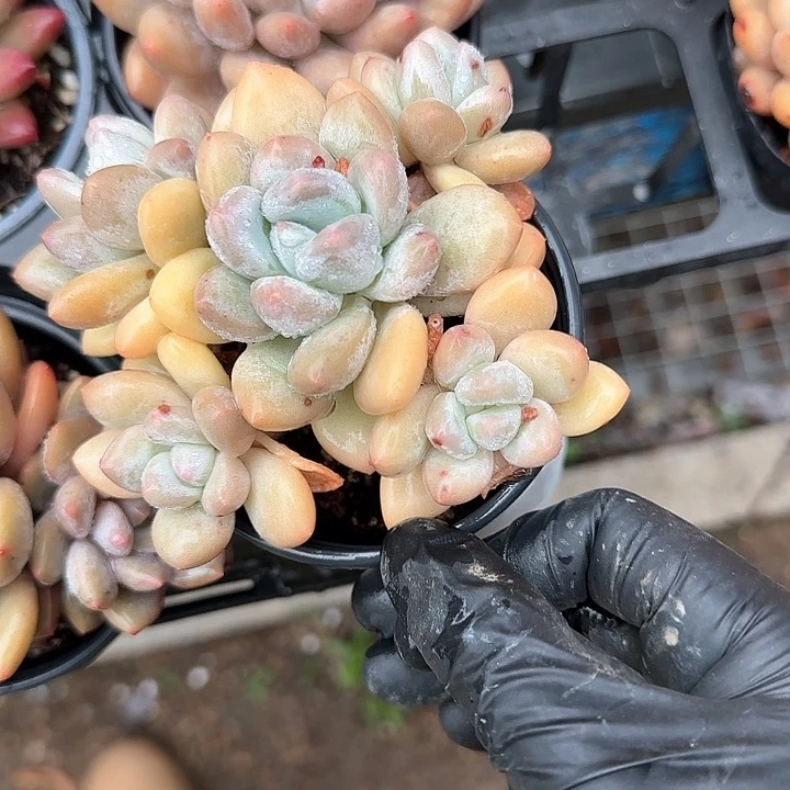 青蛙王子儿童牙膏套装111