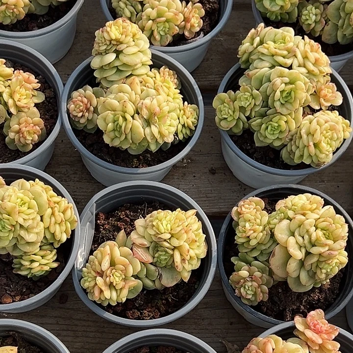 蜡牡丹锦       福利多多