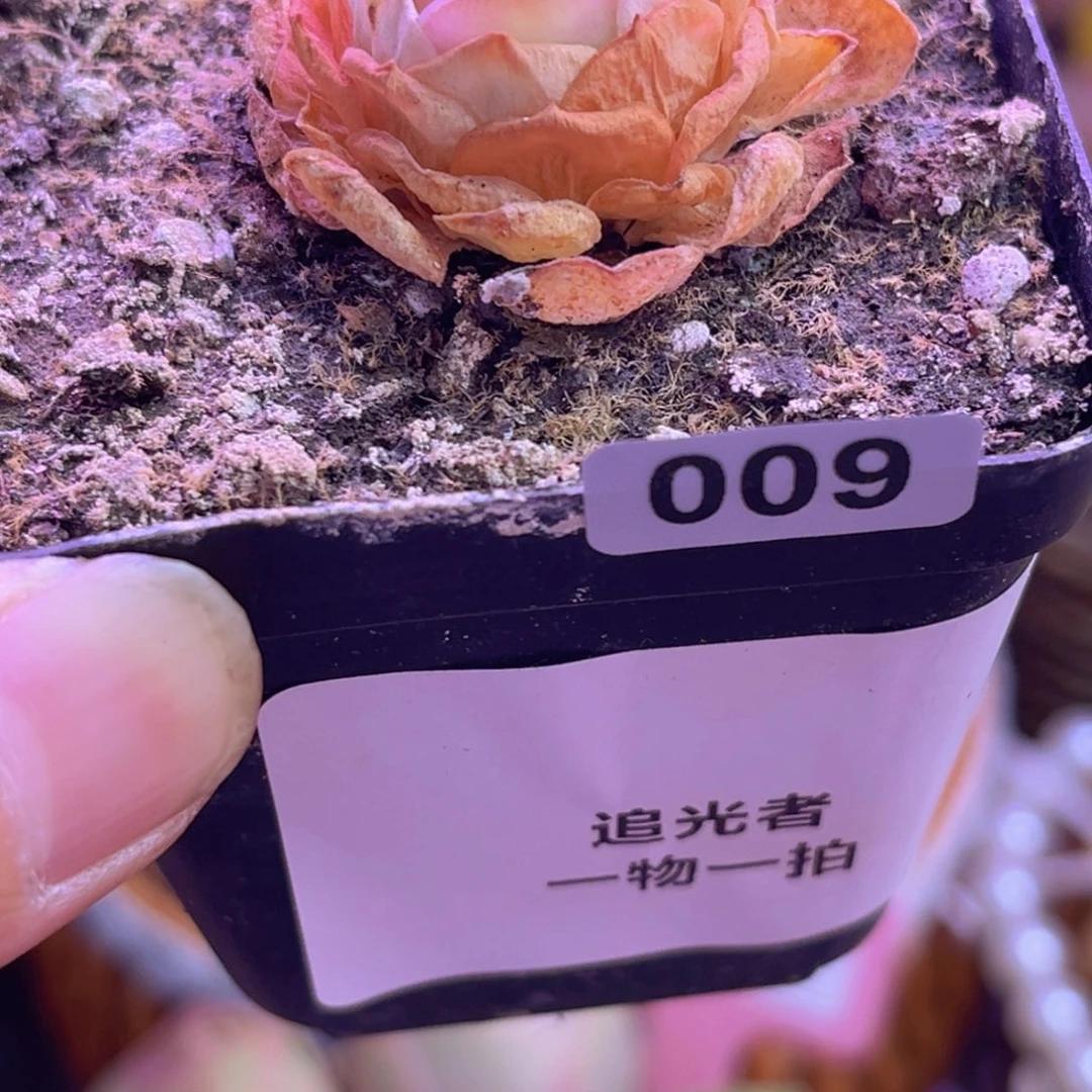 【****忆山地玫瑰脱土裸根发货009