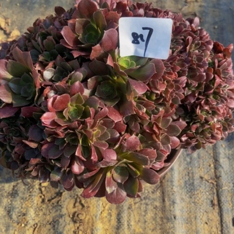 自然朵朵缀多肉植物817多肉