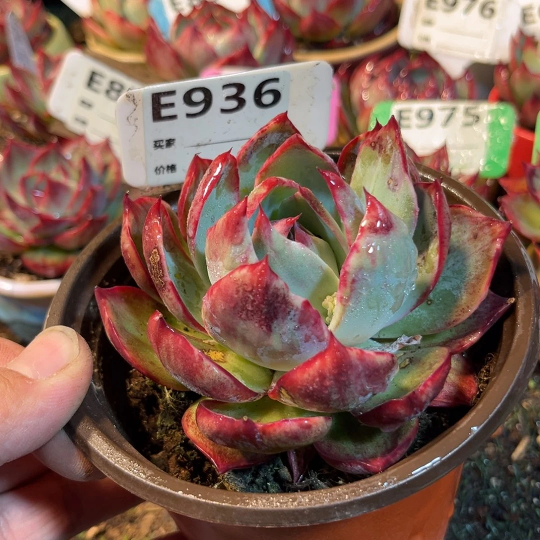 惊鸿一瞥936号多肉有瑕疵