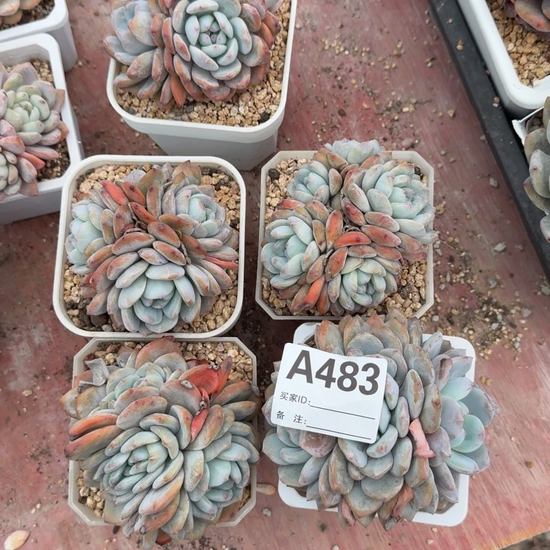 星影石榴籽呀呀呀呀5个