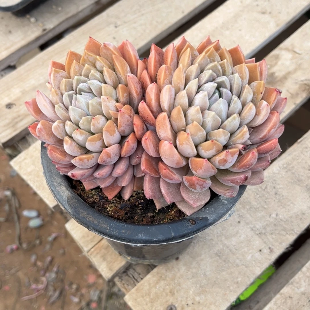 多肉植物多肉植物