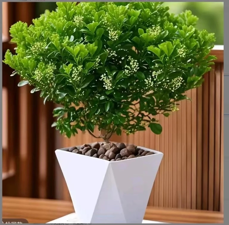 米兰花盆栽树苗花卉室内外种植四季开花有花苞清香宜人