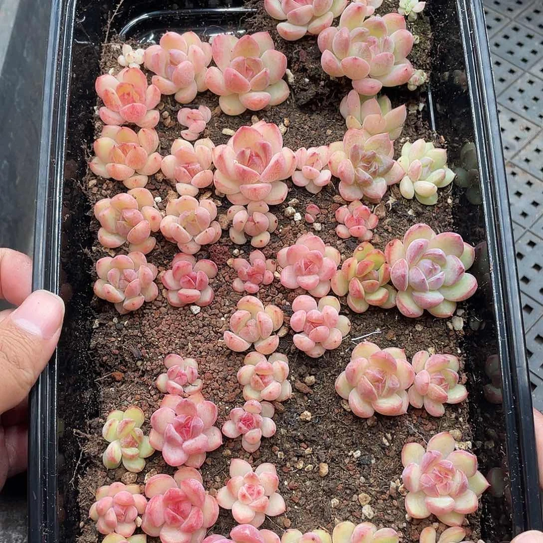 云糖心多肉植物650