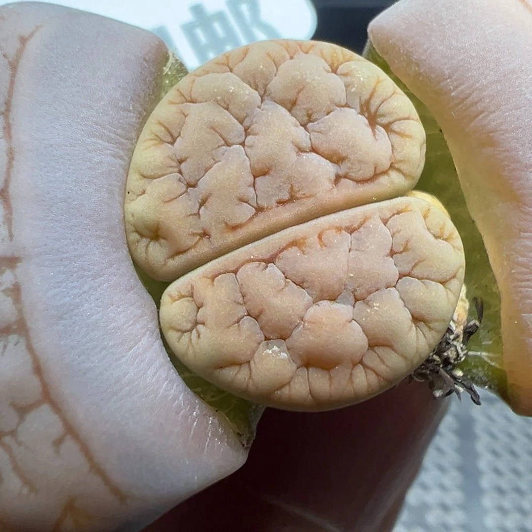 【闪购商品】 795。