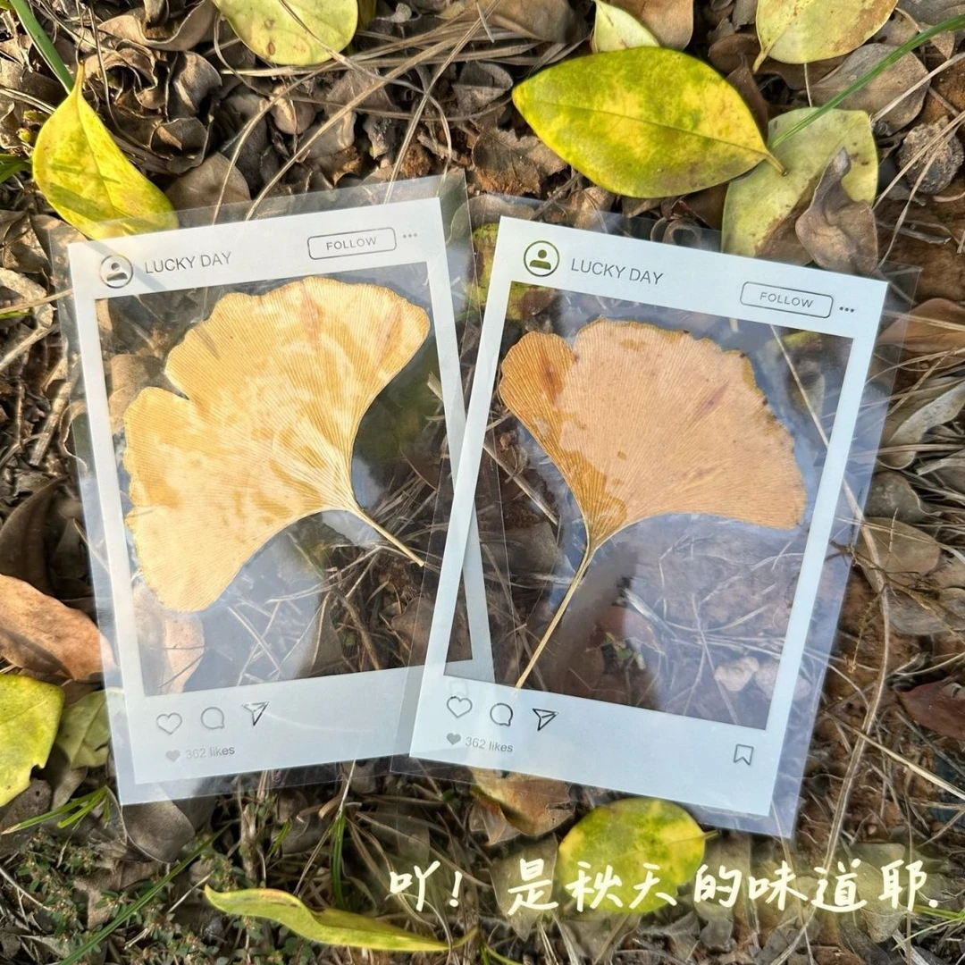新款书签手工DIY透明标本自制相框系列压花植物落叶创意春天秋天