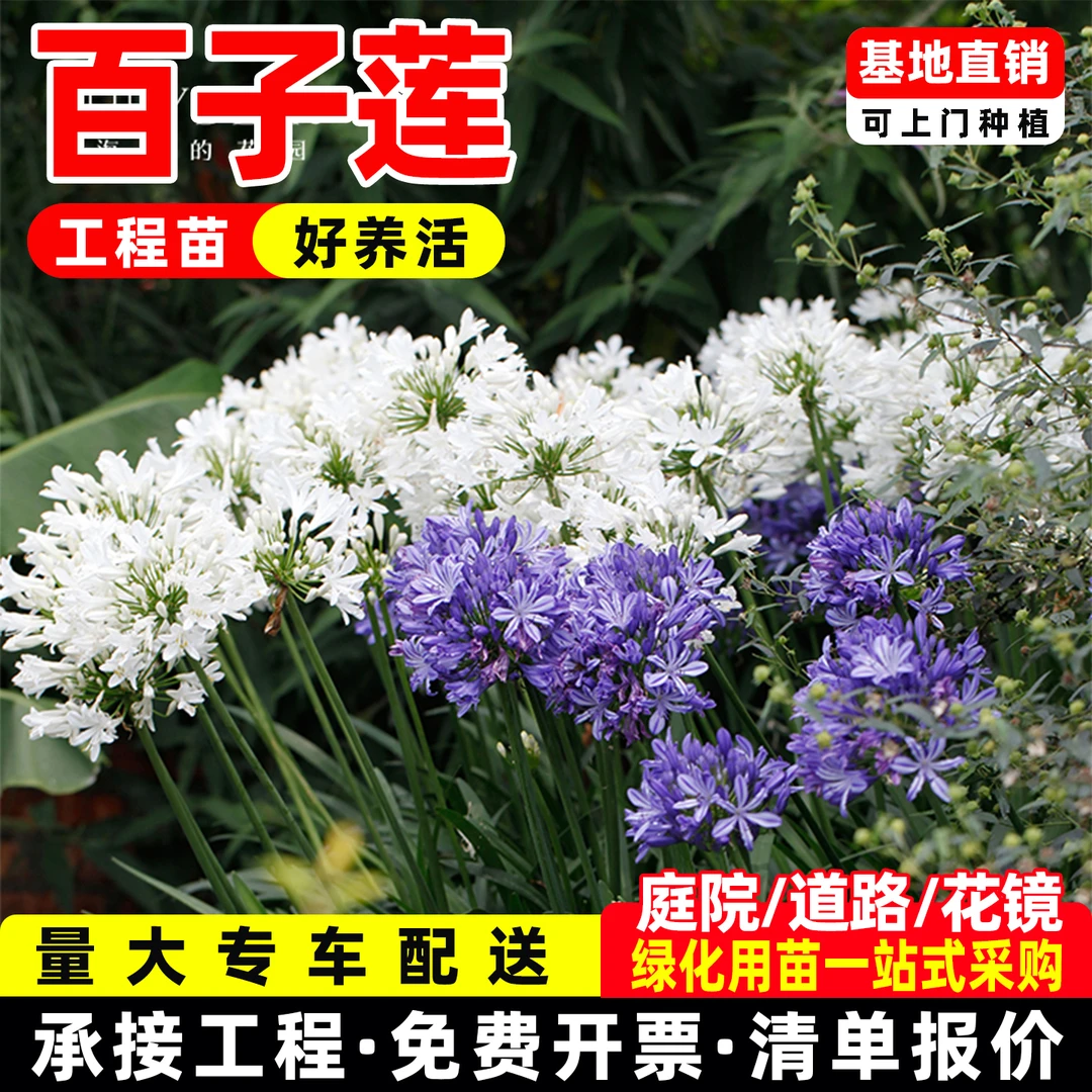 百子莲多年生防辐射花卉四季好种植庭院阳台花园植物地栽耐寒耐晒