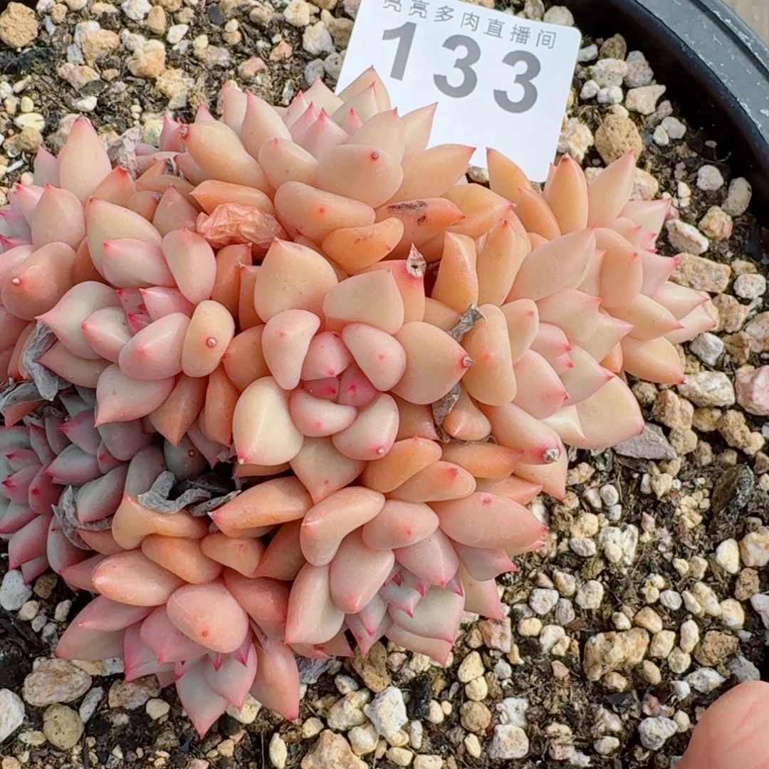 象牙群生整装无砍      愿你一路坦途，乘风破浪展宏图