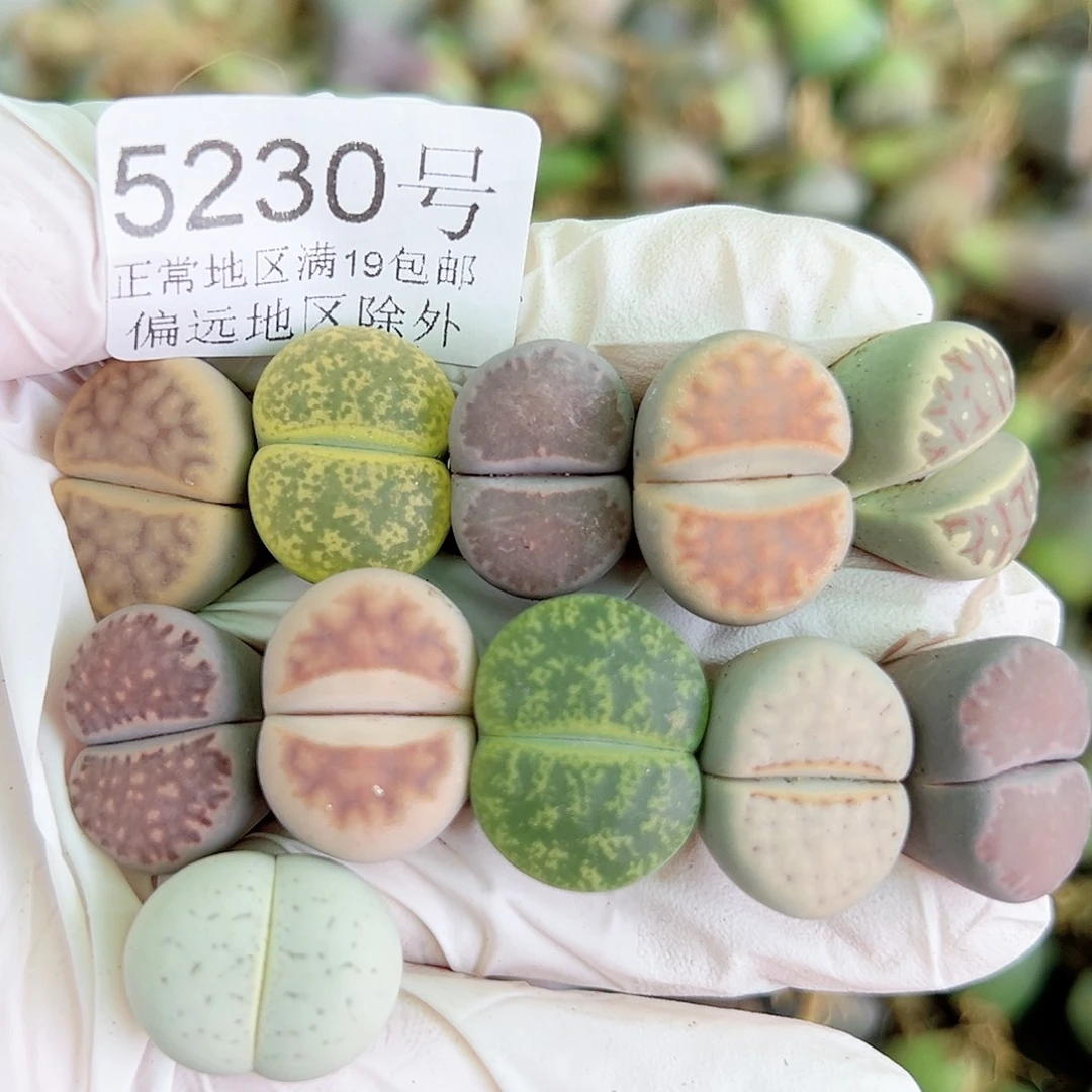 5230 好养易活生石花大母本30个1.5-2cm