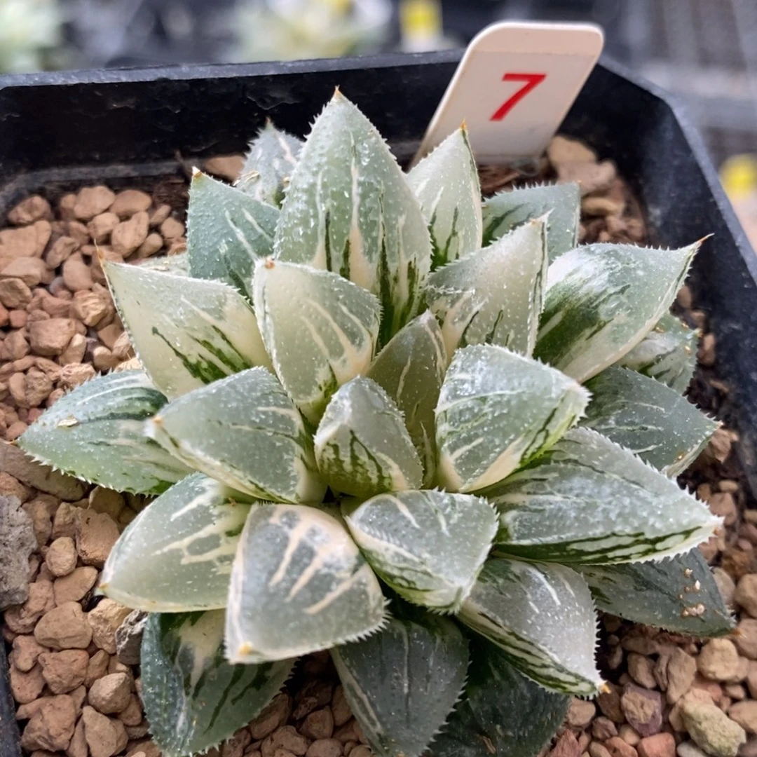 7号冰沙糖锦多肉植物