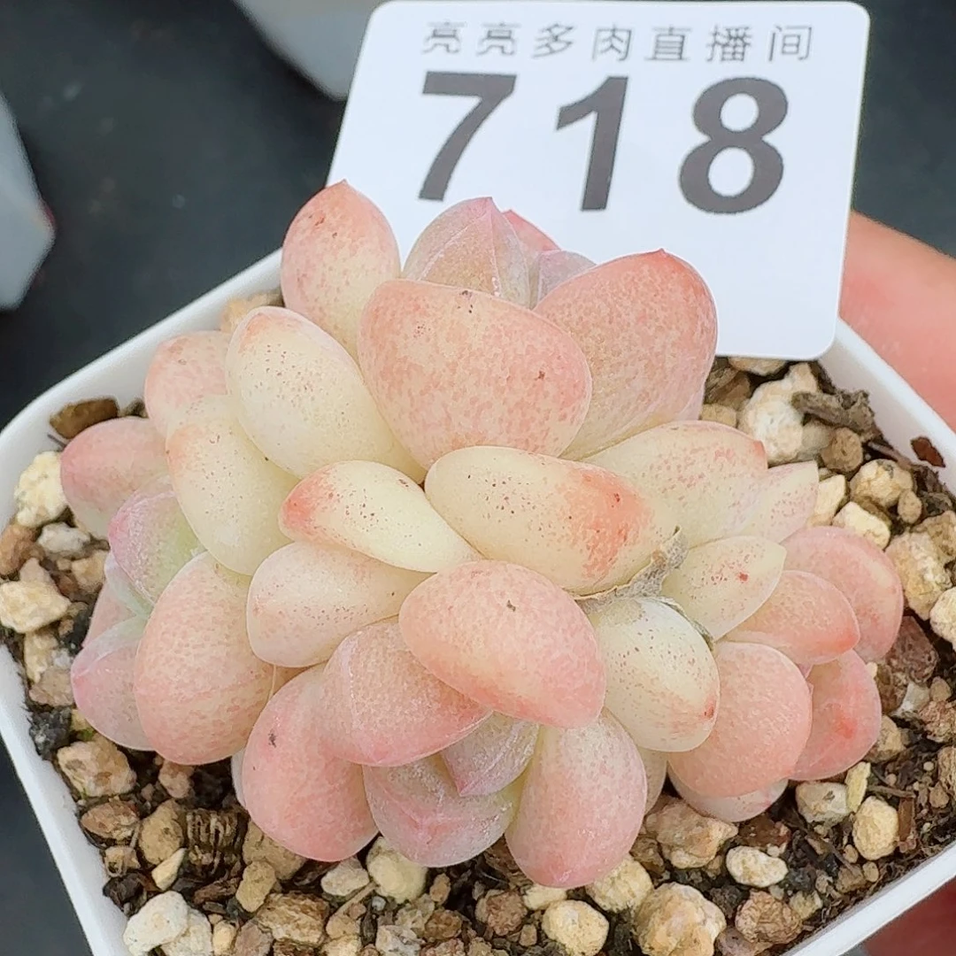 糖心冰玉            精美多肉植物