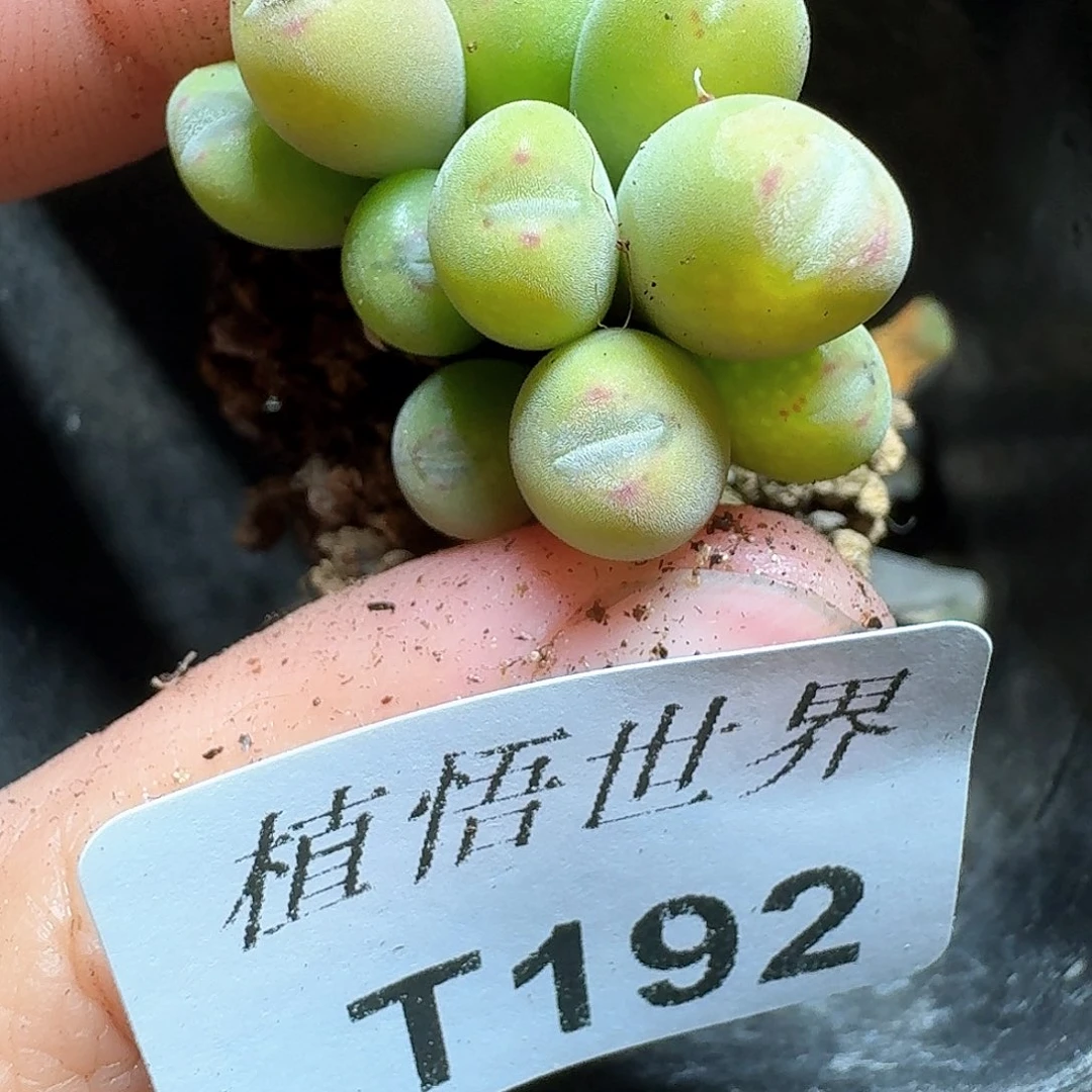 192号多肉植物哇d c