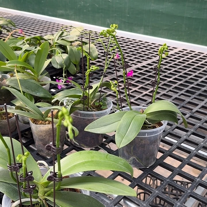 大部分开放少量花苞金树4.5