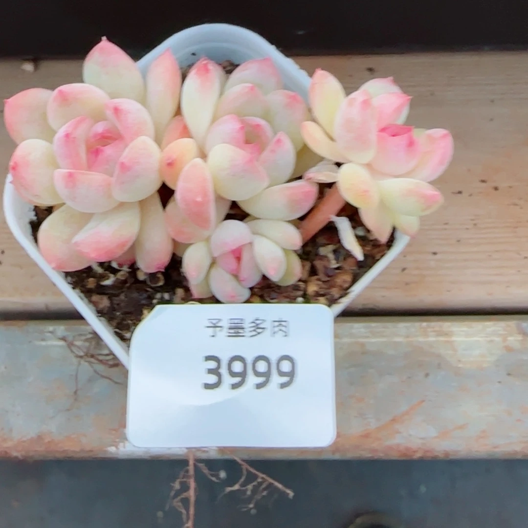 璇玑珍妮，3999多肉植物
