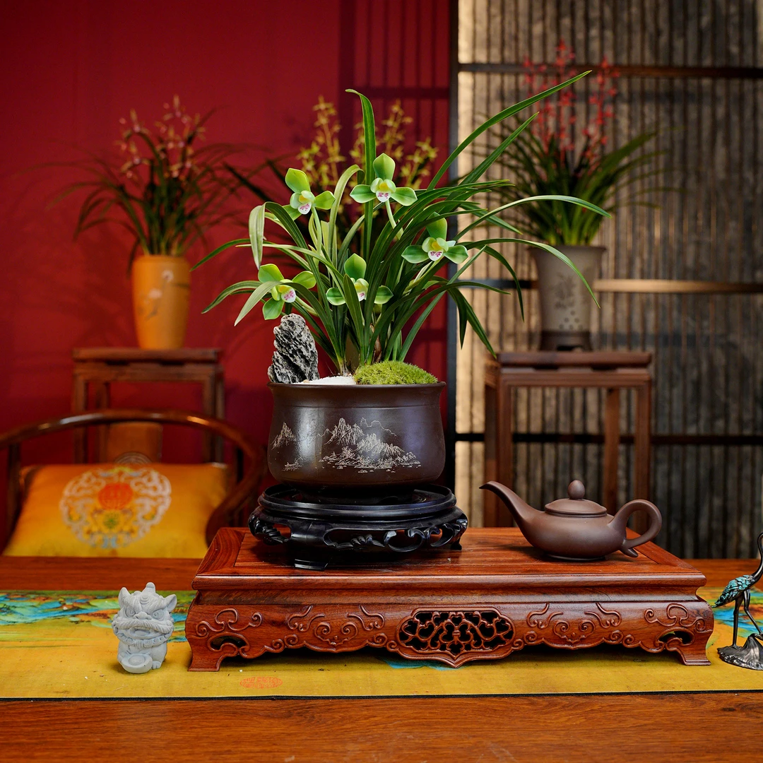 春兰铭品【大团圆】 带花芽浓香型兰花 紫砂盆 室内好养盆栽