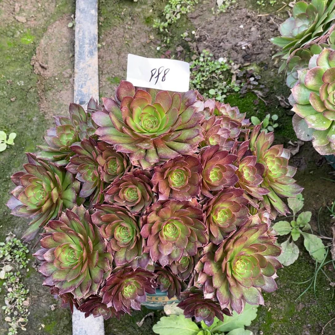 老五多肉9981111111