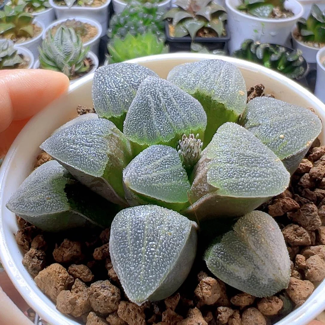 青瓷玉露多肉多肉多肉