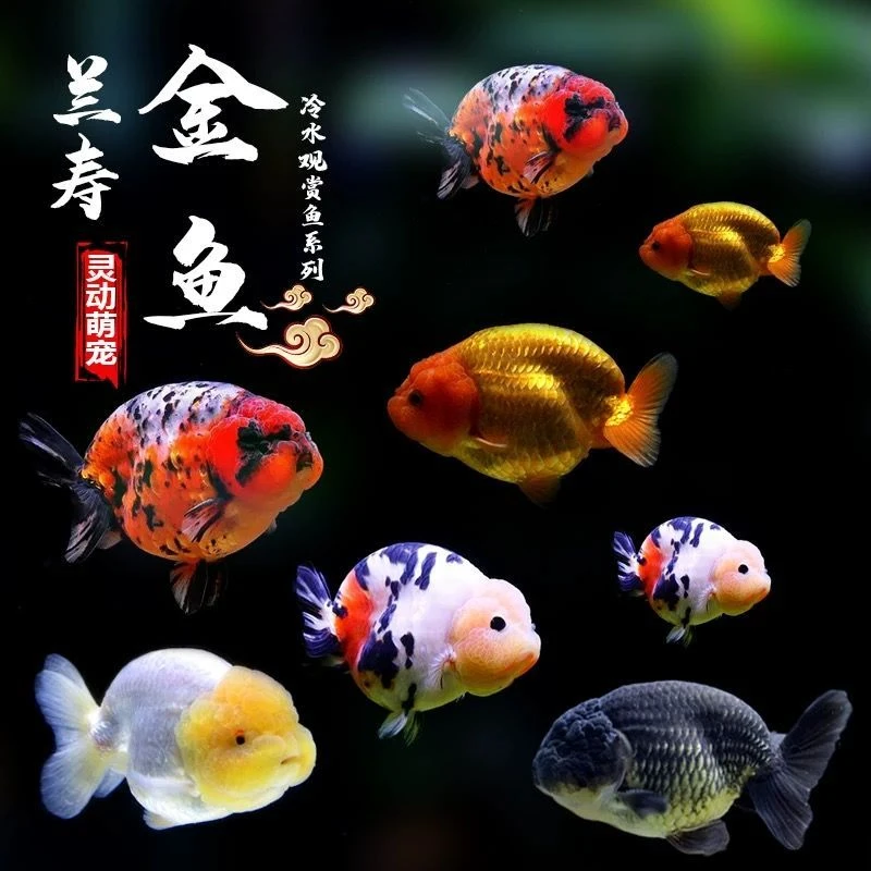 好养耐活的观赏下水道兰寿金鱼金鱼观赏鱼鹅苗批发孔雀鱼小鱼活鱼