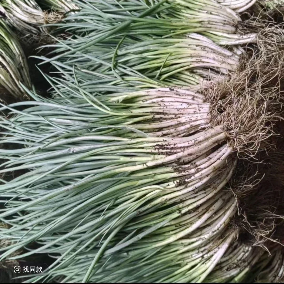 贵州本地农家自种小香葱、蒜苗、香菜蔬菜组合新鲜现摘现发