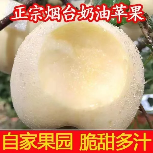【新果上市】山东烟台奶油富士苹果头茬新果应季新鲜水果原产地直发