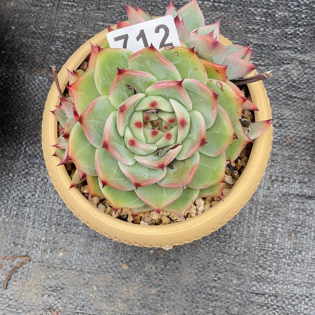 若如东云组拍712