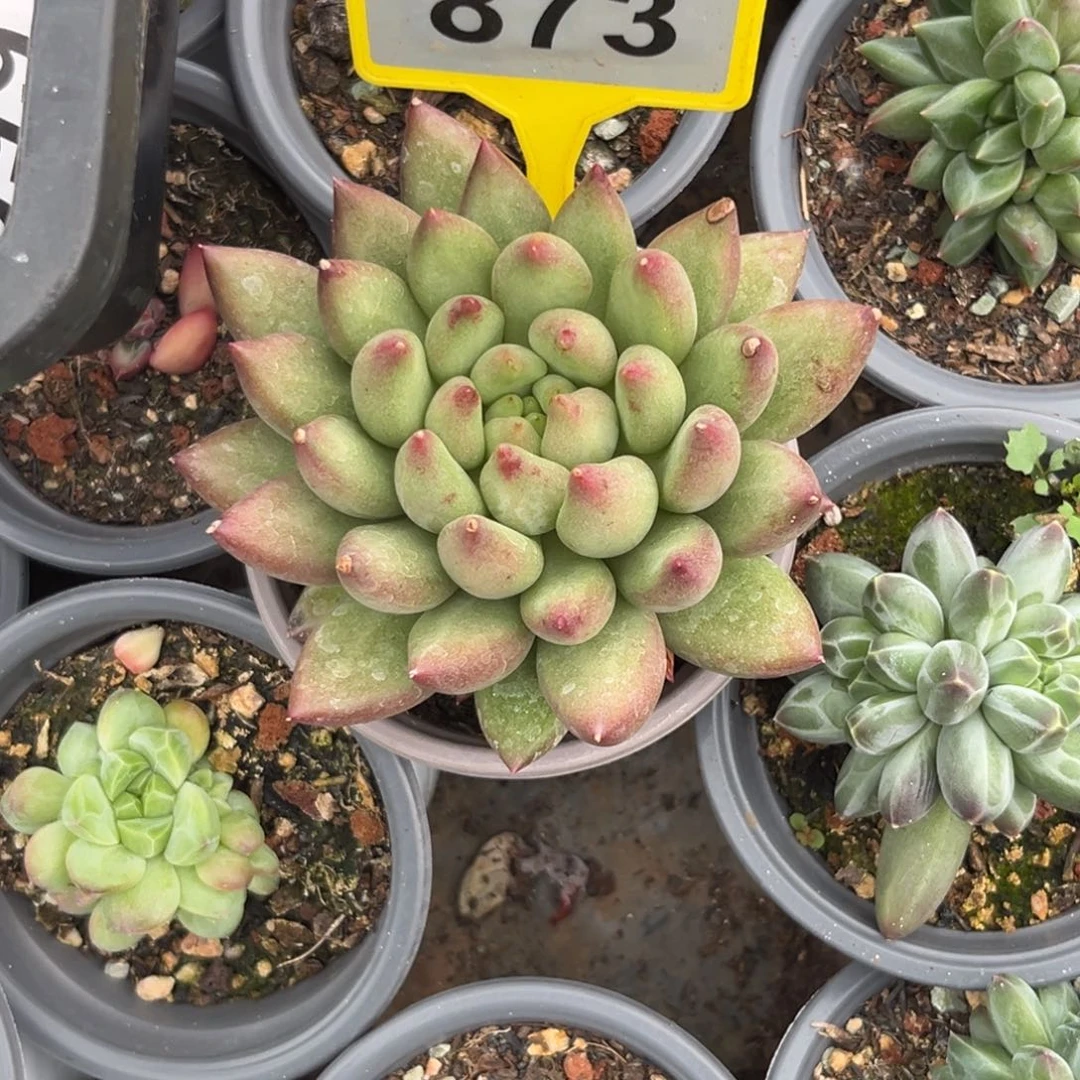 多肉植物米其林873