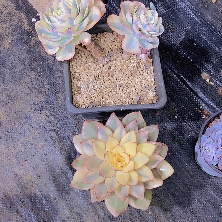 ****⁰多肉植物锦二个多肉