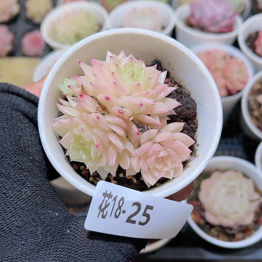 花18-25幻影小群