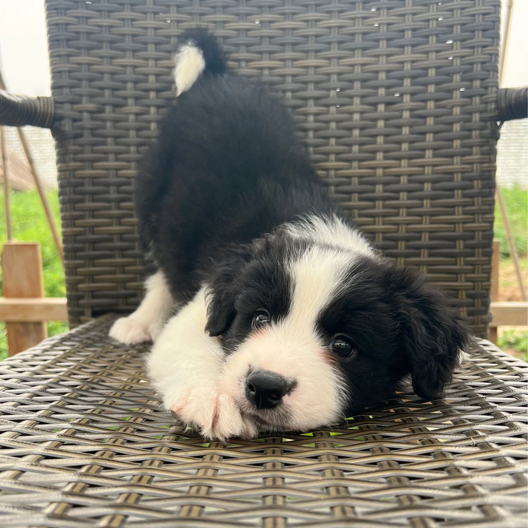 蛋糕-黑白色边牧边境牧羊犬幼犬弟弟