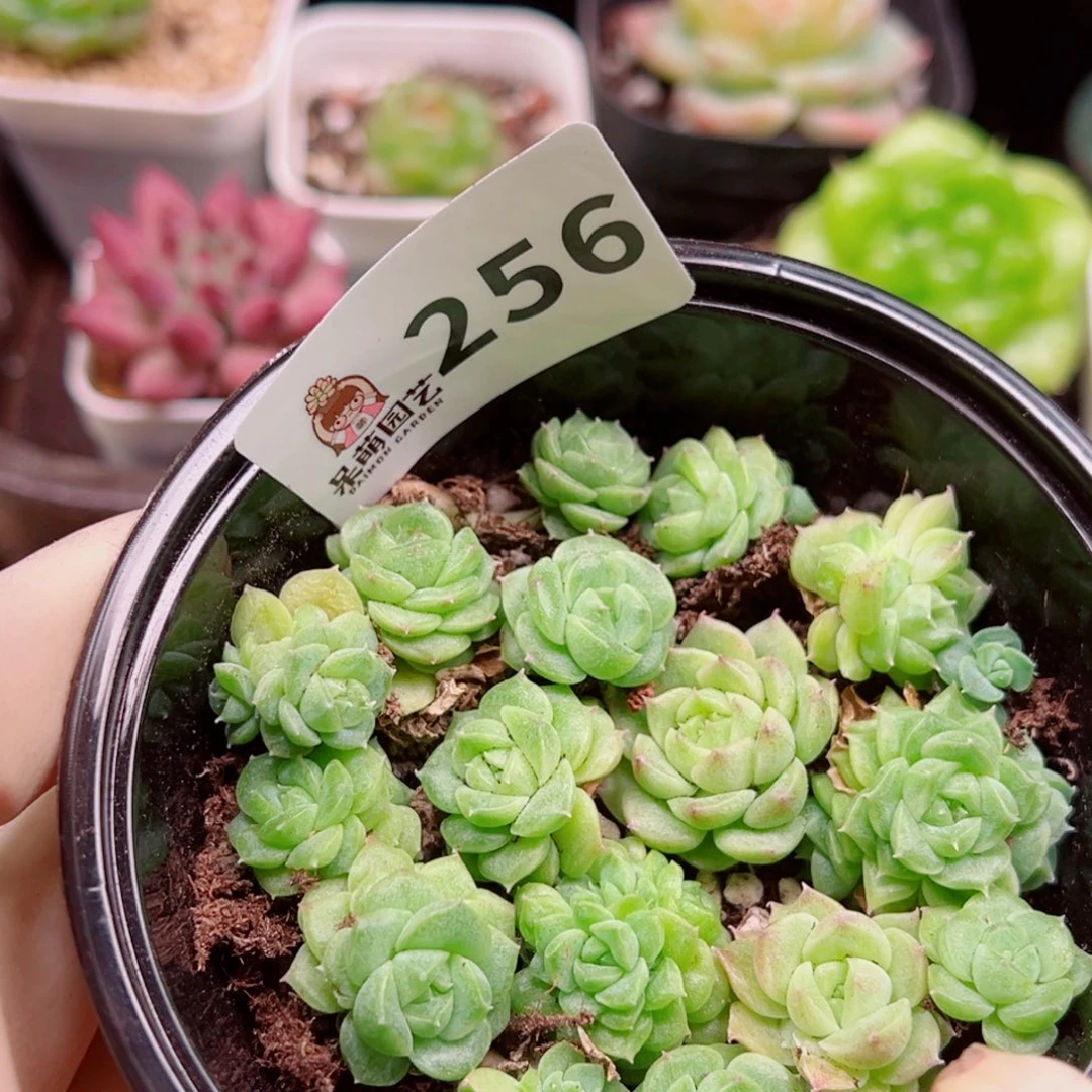 多肉植物多肉植物