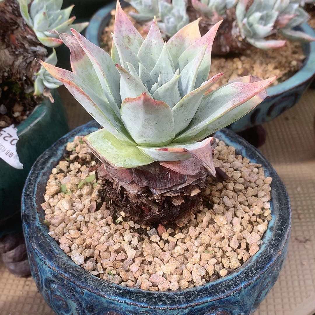 8126匍匐雾冷塔雪山